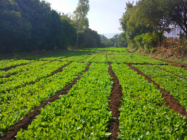 Farm Visit Activity near Dhom Dam, Wai Nakshatra Resort